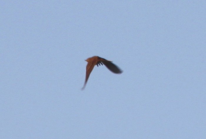 Blyth's Pipit