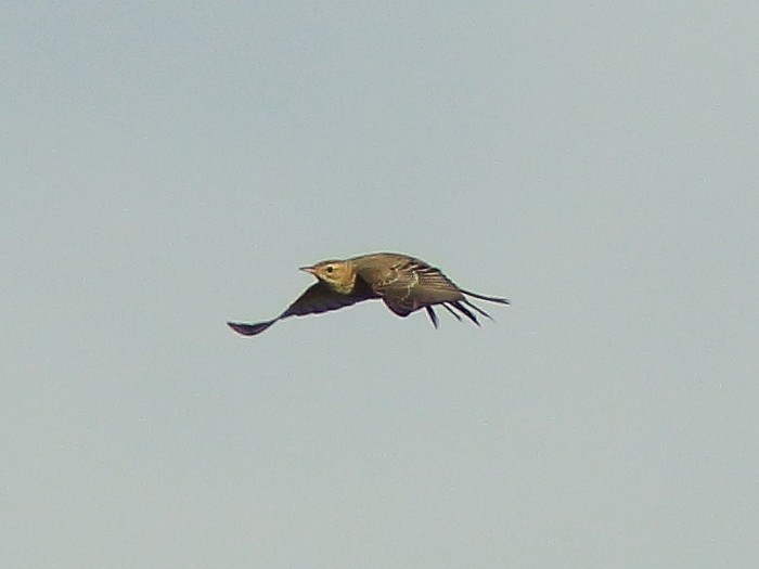 Blyth's Pipit