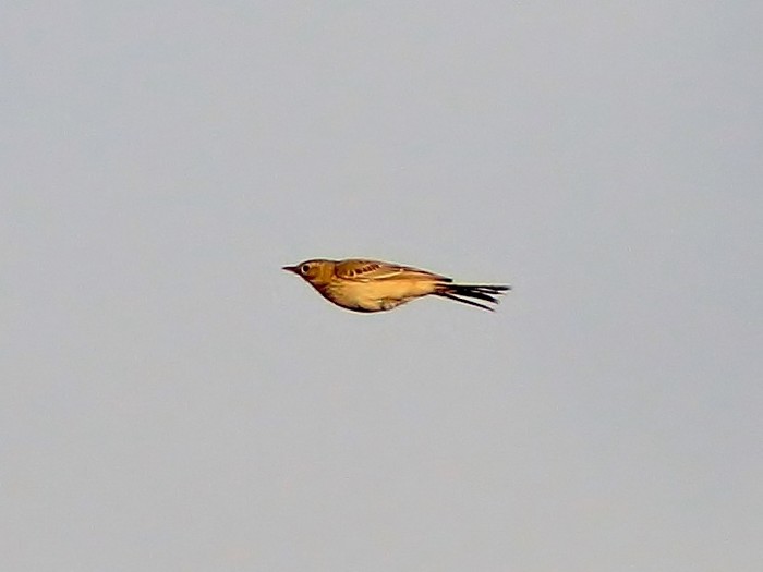 Blyth's Pipit