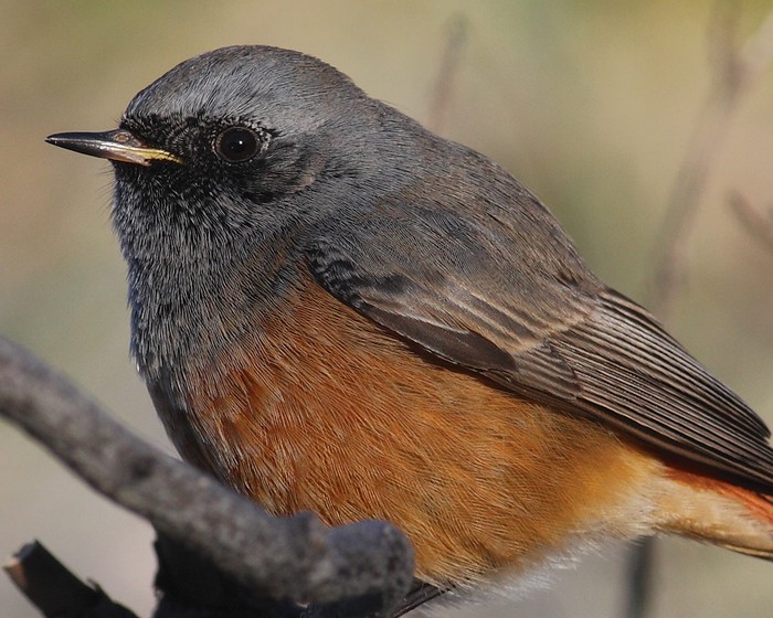 Eastern Black Redstart