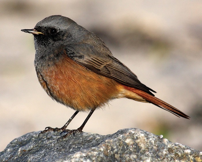 Eastern Black Redstart