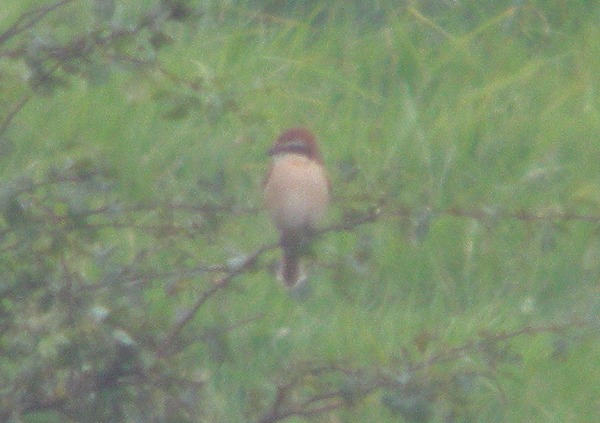 Brown Shrike