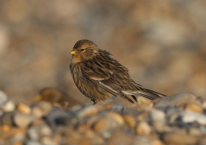 Twite