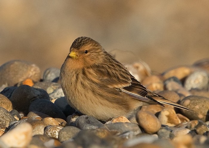 Twite