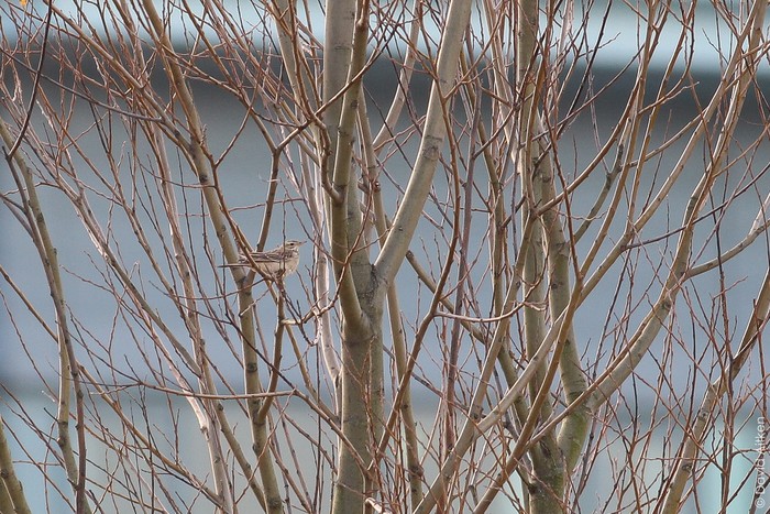 Blyth's Pipit