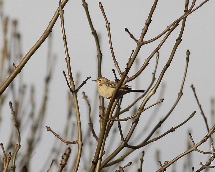 Blyth's Pipit