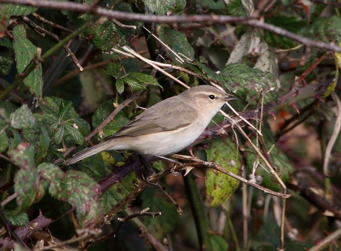 Siberian Chiffchaff