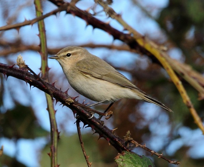 Siberian Chiffchaff