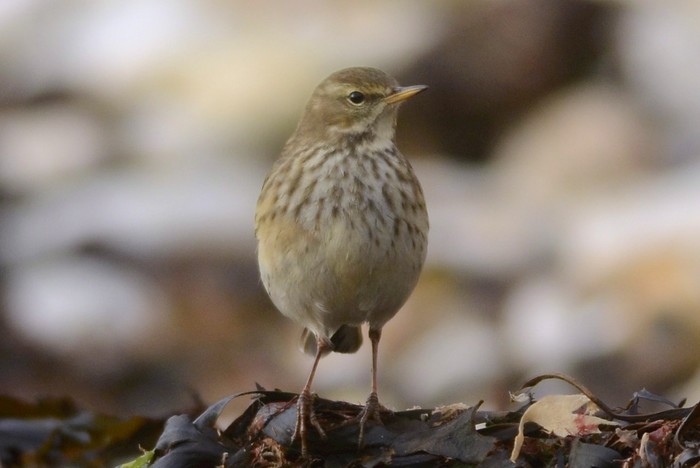 Water Pipit
