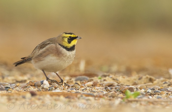 Shorelark