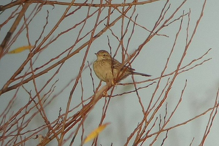 Blyth's Pipit