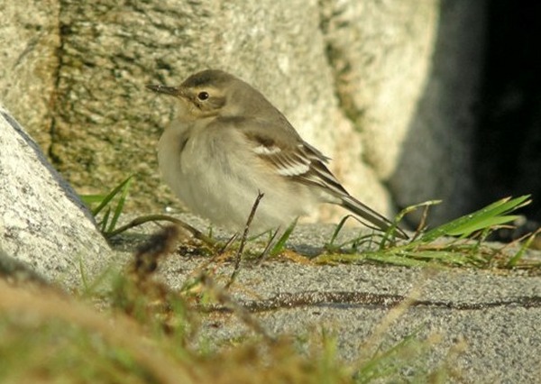 Citrine Wagtail