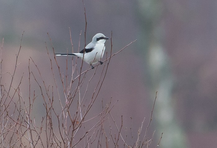 Great Grey Shrike