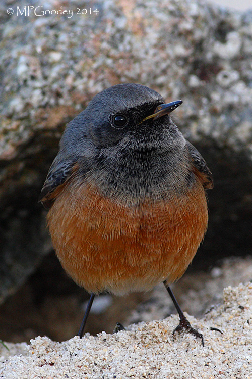 Eastern Black Redstart