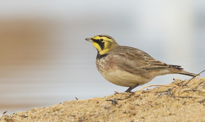 Shorelark