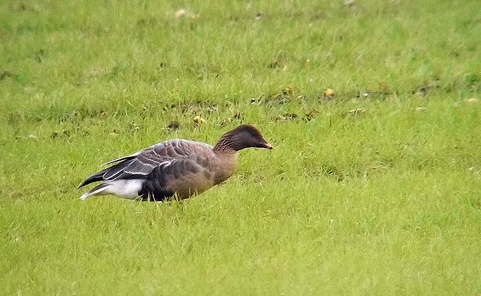 Pink-footed Goose