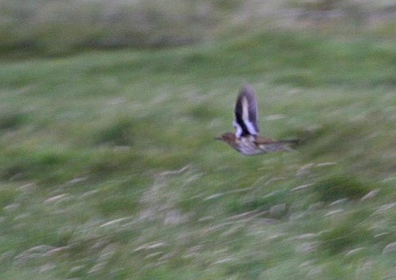 White's Thrush