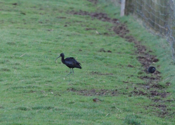 Glossy Ibis