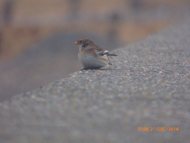 Snow Bunting