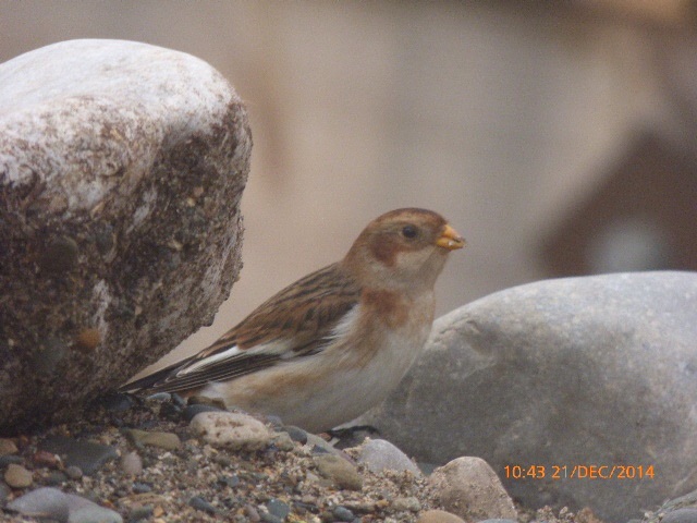 Snow Bunting