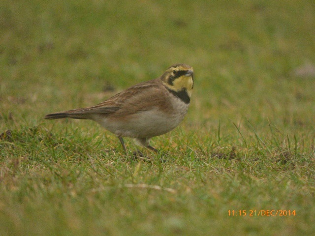 Shorelark