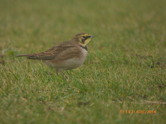 Shorelark