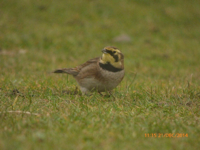 Shorelark