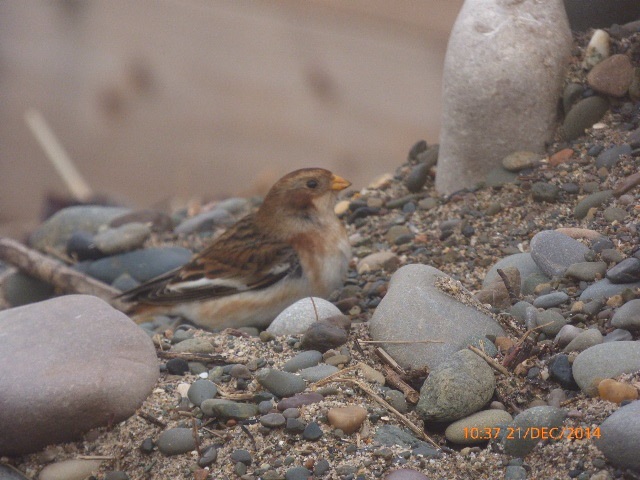 Snow Bunting