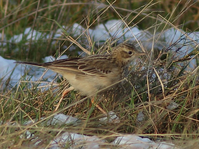 Blyth's Pipit