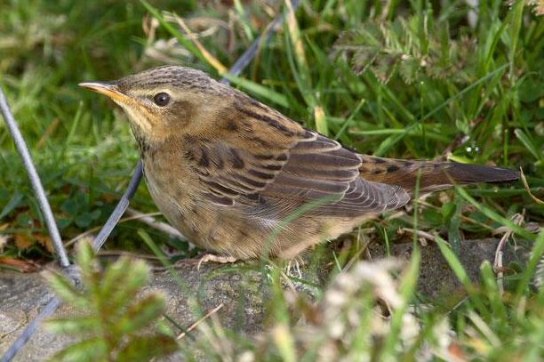 Pallas's Grasshopper Warbler