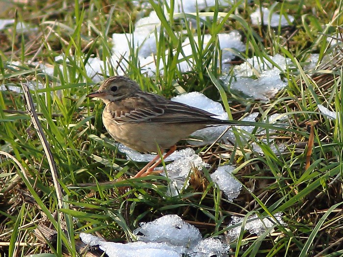 Blyth's Pipit