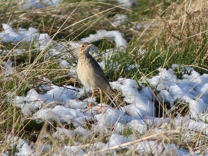 Blyth's Pipit