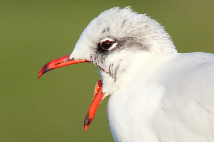Mediterranean Gull