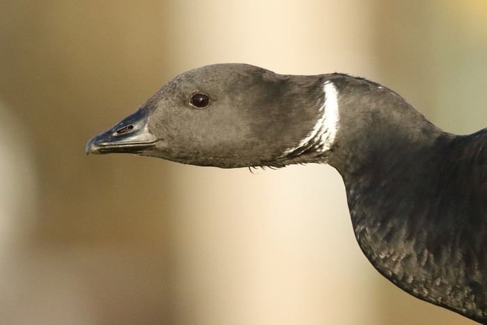 Brent Goose
