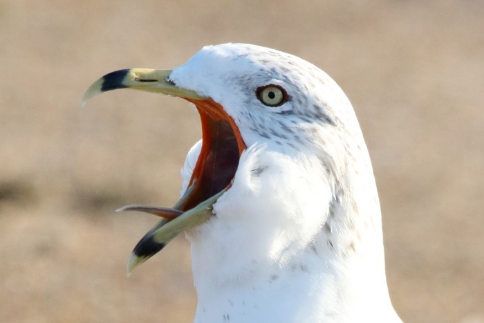 Ring-billed Gull