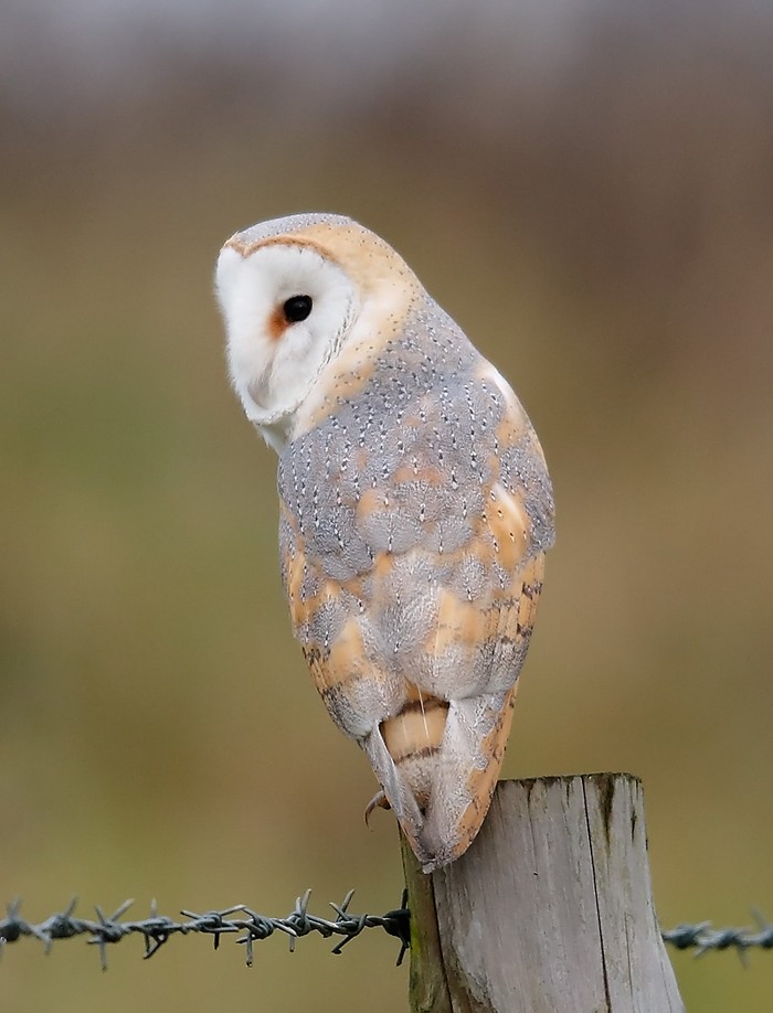 Barn Owl