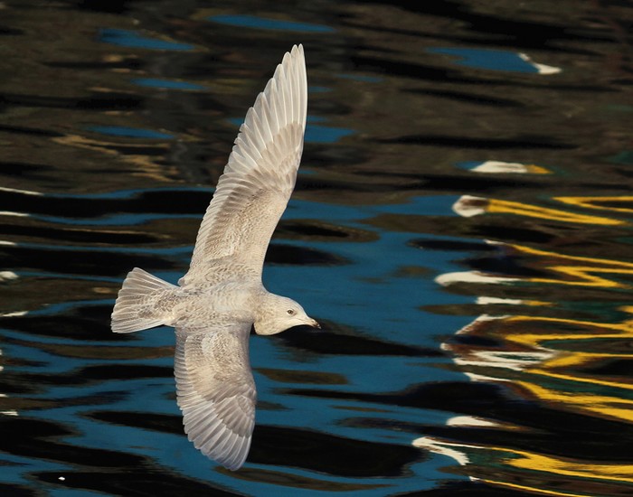 Iceland Gull