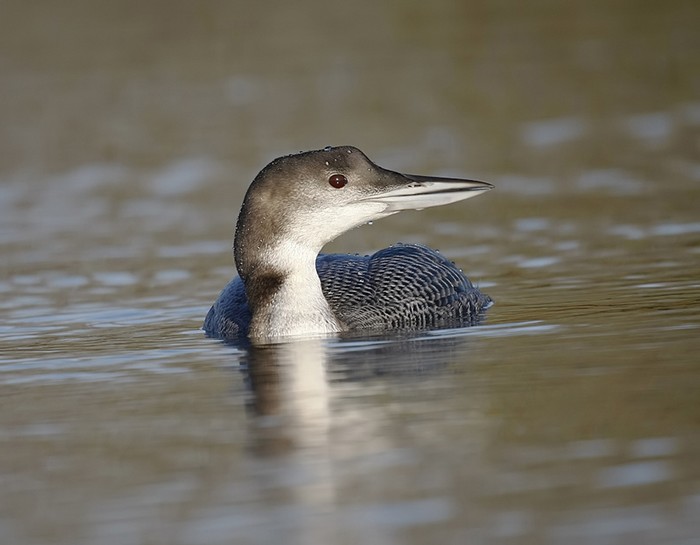 Great Northern Diver