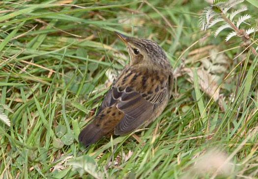 Pallas's Grasshopper Warbler