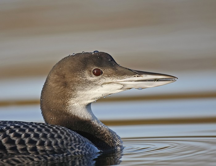 Great Northern Diver