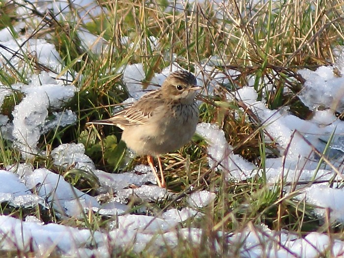 Blyth's Pipit