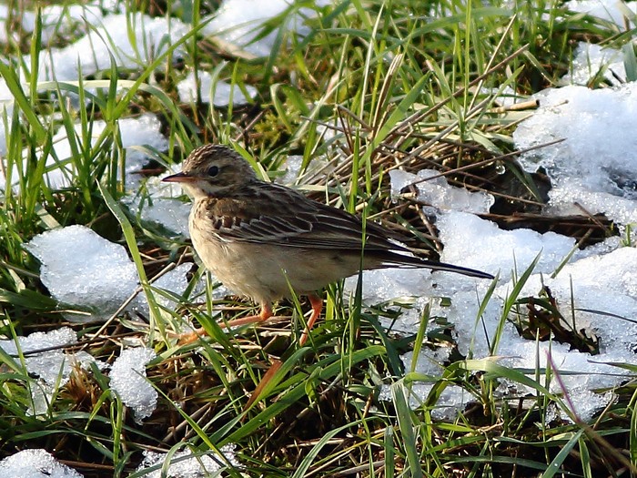 Blyth's Pipit