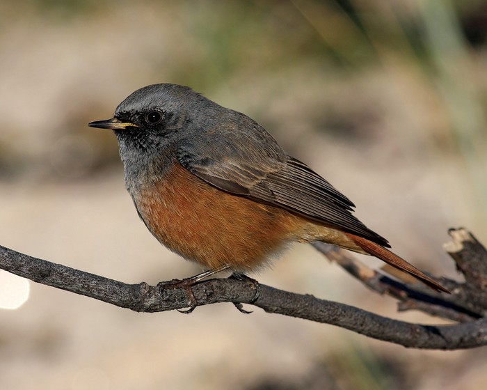 Eastern Black Redstart