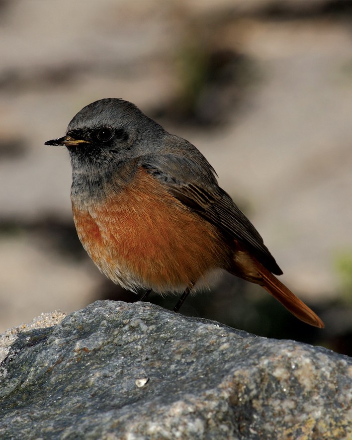 Eastern Black Redstart