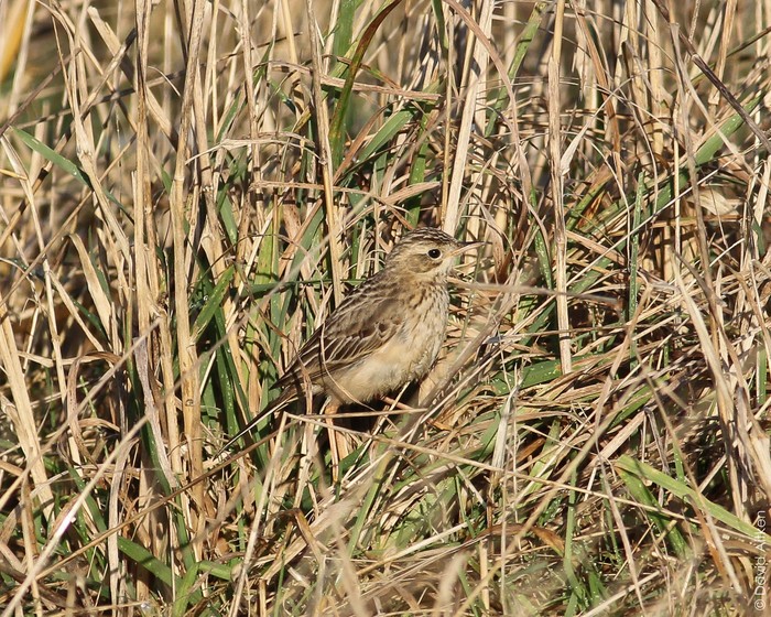 Blyth's Pipit