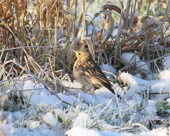 Blyth's Pipit