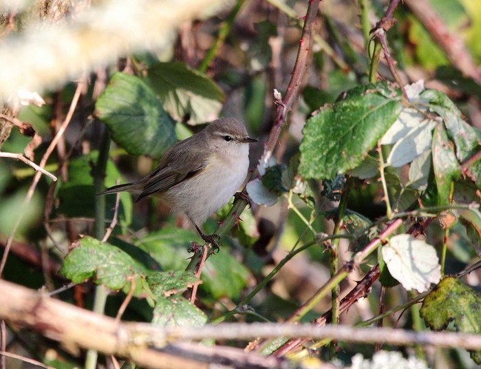 Siberian Chiffchaff
