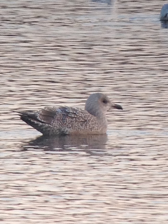Thayer's Gull