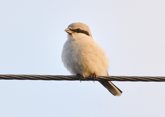 Great Grey Shrike