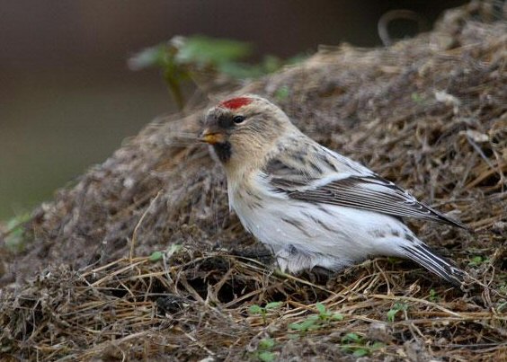 Hornemann's Arctic Redpoll